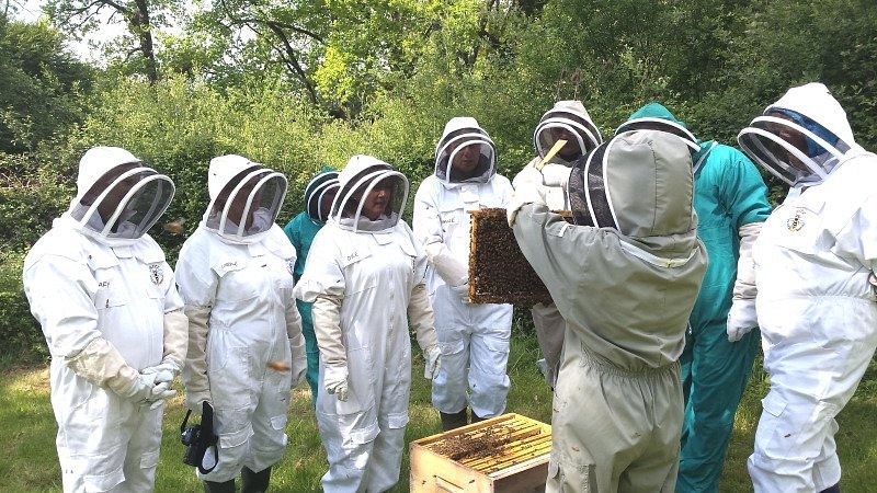 13 Bees Beekeeping Taster Sessions image