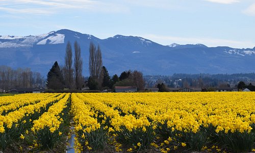 Skagit Valley's Daffodil Fields 