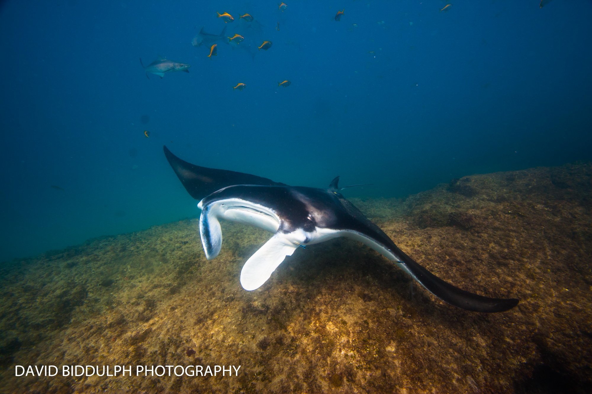 Manta Lodge & Scuba Centre by null