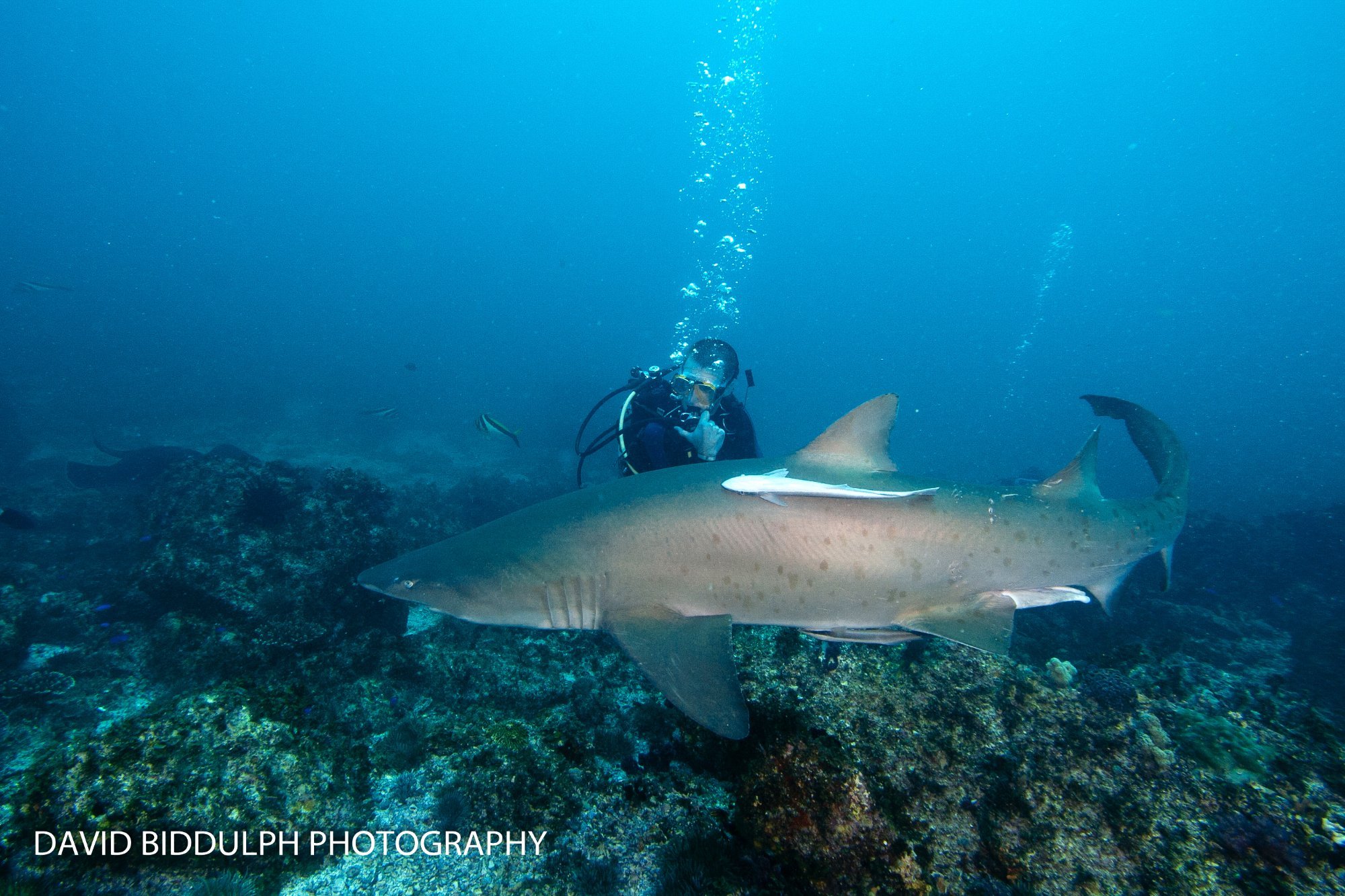 Manta Lodge & Scuba Centre by null