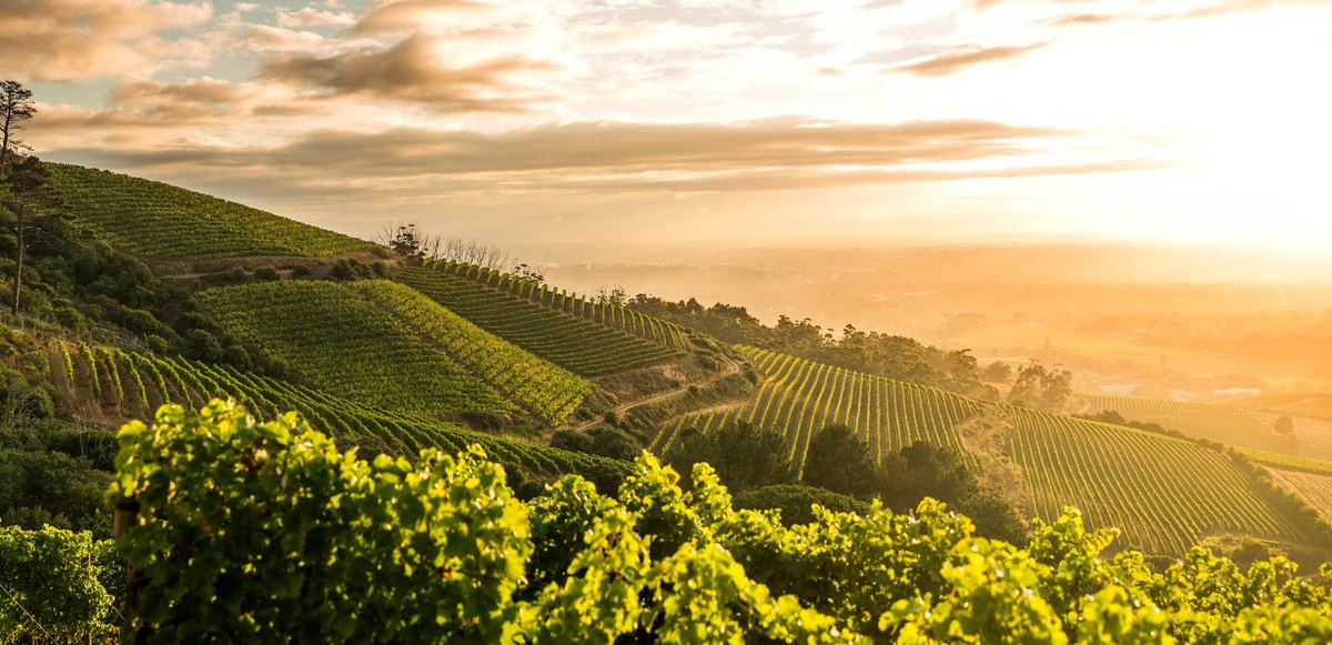 Klein Constantia (2025) - All You Need to Know BEFORE You Go (with Reviews)