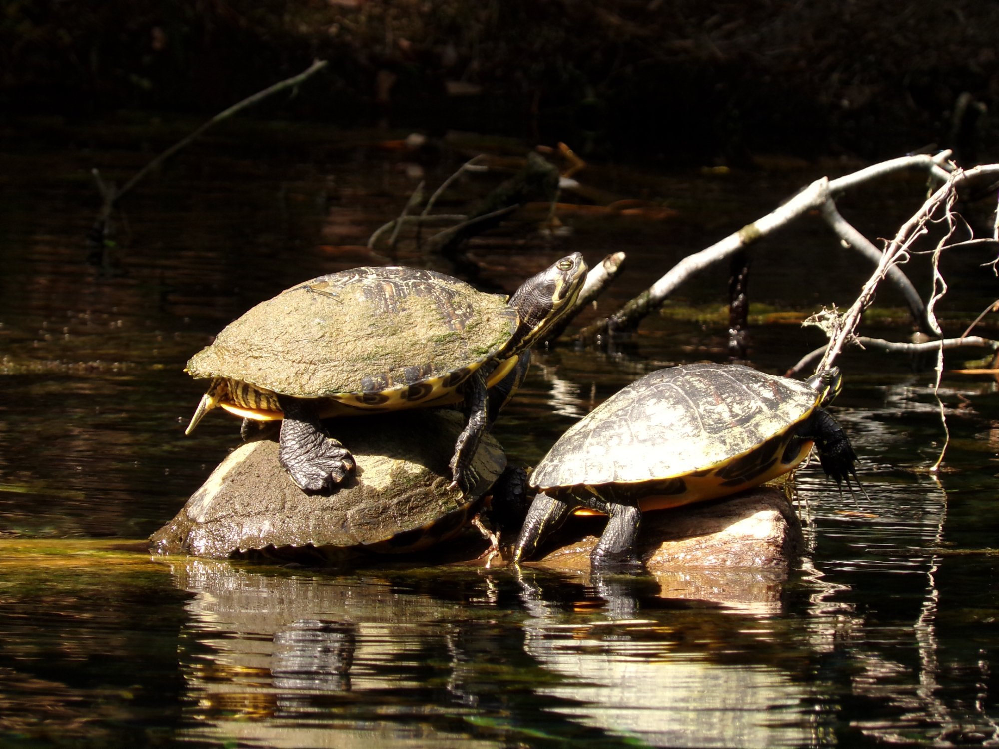 Kayaking Silver Springs - All You Need to Know BEFORE You Go