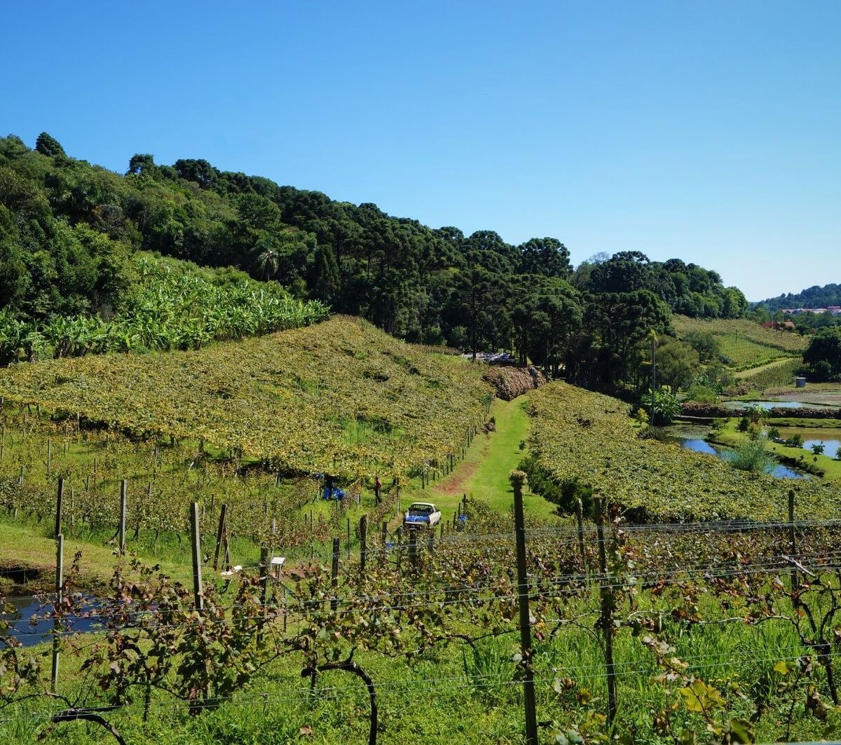 Vinícola Ravanello em Gramado – Dica de tour e degustação 🍷 - Todos os  Caminhos