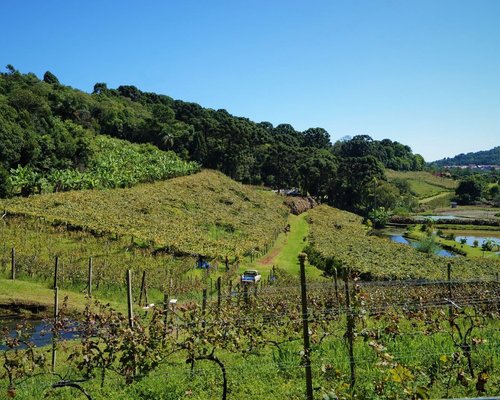 Visitação guiada com degustação na Vinícola Ravanello - Wine Locals