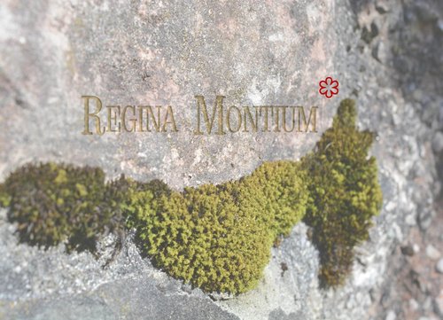 Regina Montium image 3 - Full view