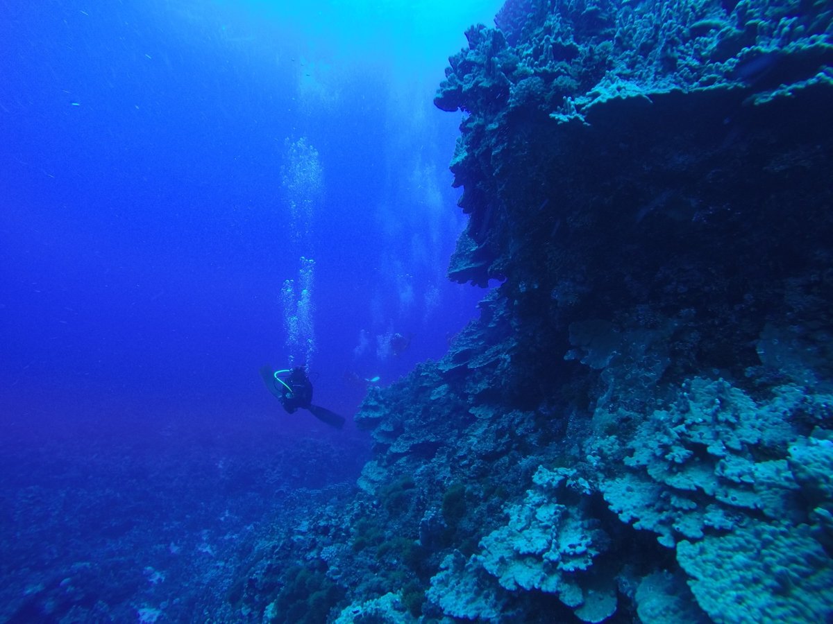 Snorkeling Rapa Nui - All You Need to Know BEFORE You Go (2024)