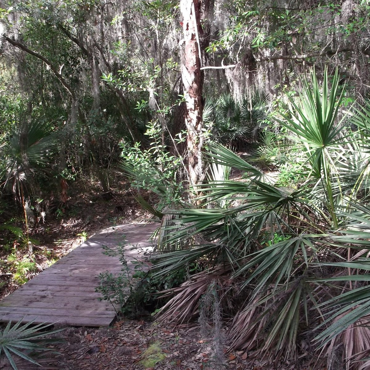 Alafia Scrub Nature Preserve (Riverview): All You Need to Know