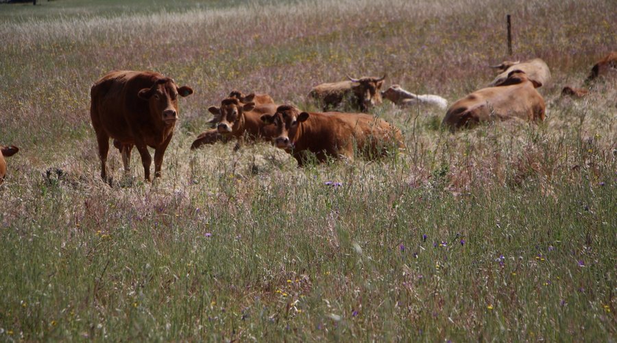 Vacas na pastagem