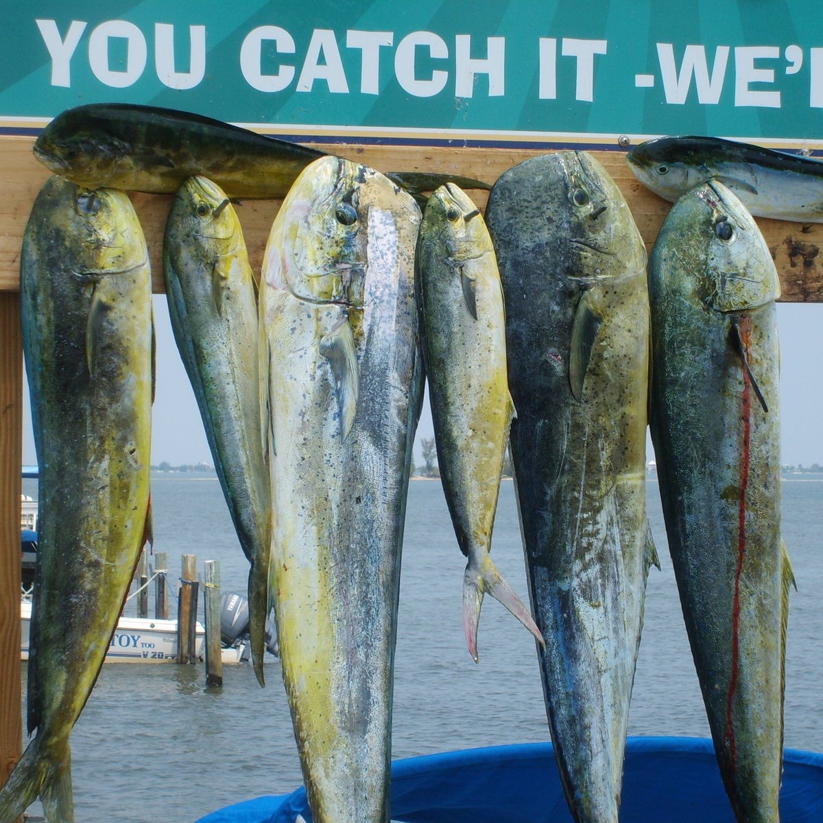 Skipper Sportfishing Charters - All You Need to Know BEFORE You Go (2025)