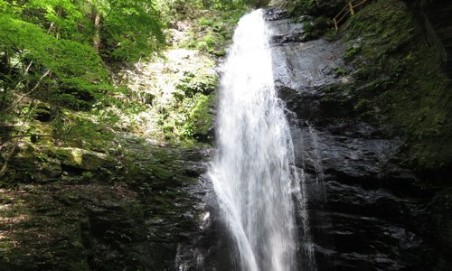 苔歩き