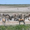10 Multi-day Tours in Etosha National Park That You Shouldn't Miss