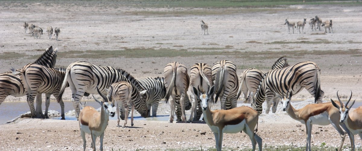 Etosha National Park, Namibia 2023: Best Places to Visit - Tripadvisor