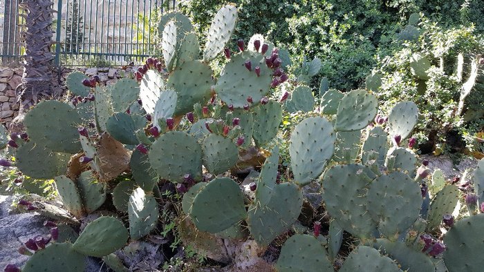 Imagen 5 de Jardins de Mossèn Costa i Llobera