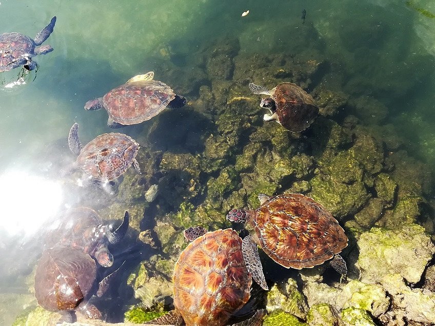 Mnarani Marine Turtles Conservation Pond (Nungwi)
