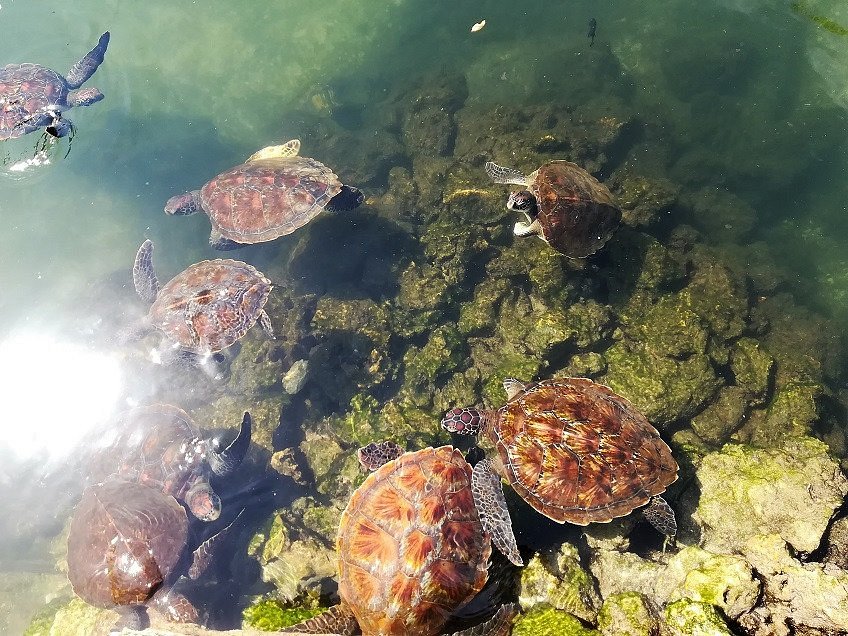 Ecotourism in Zanzibar - Discover 7 best Destinations in Zanzibar 16 Mnarani Marine Turtles Conservation Pond (Nungwi)