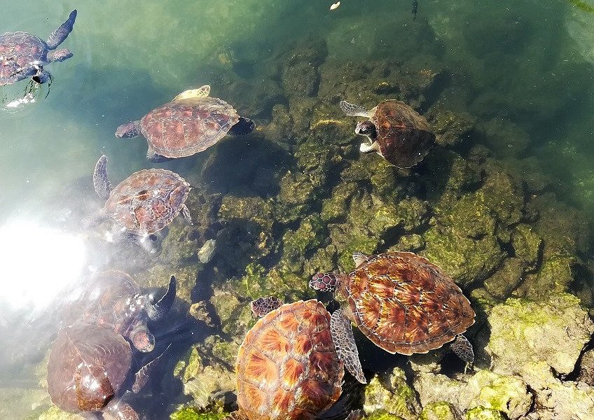 Mnarani Marine Turtles Conservation Pond image