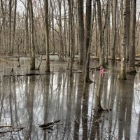 Tennessee's Giant:  A Journey to Big Cypress Tree State Park