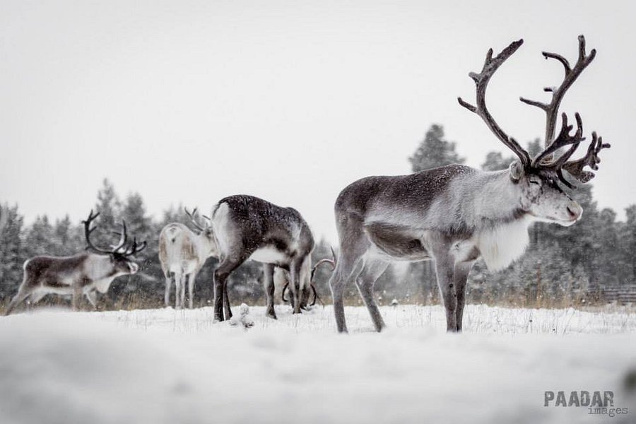 Inari Reindeer Farm image