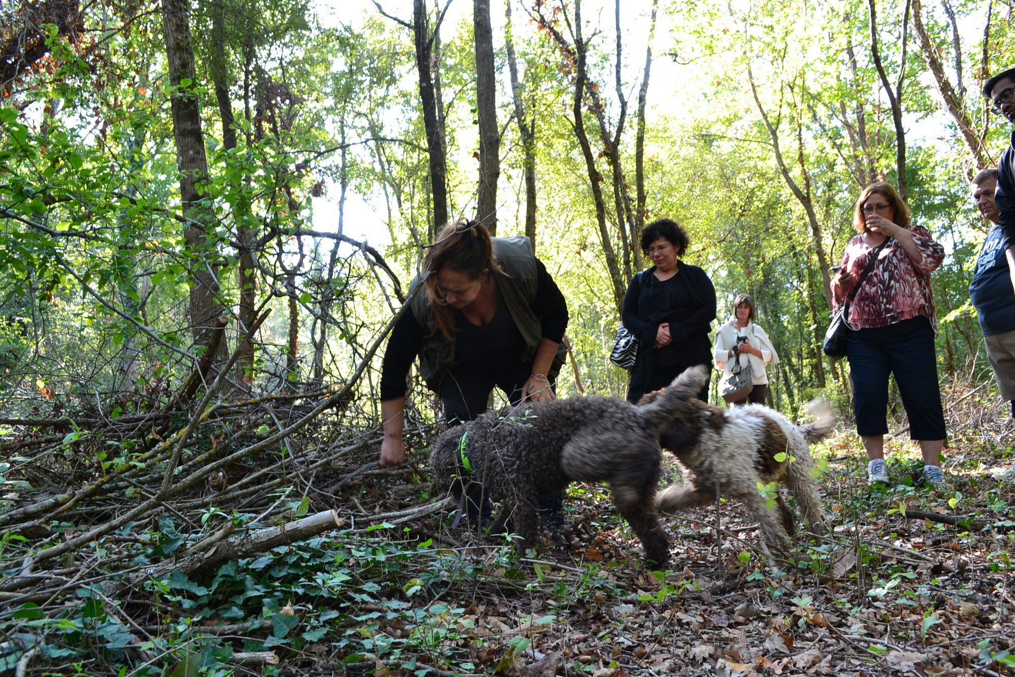 THE TRUFFLE HUNTER (Florence) Ce qu'il faut savoir