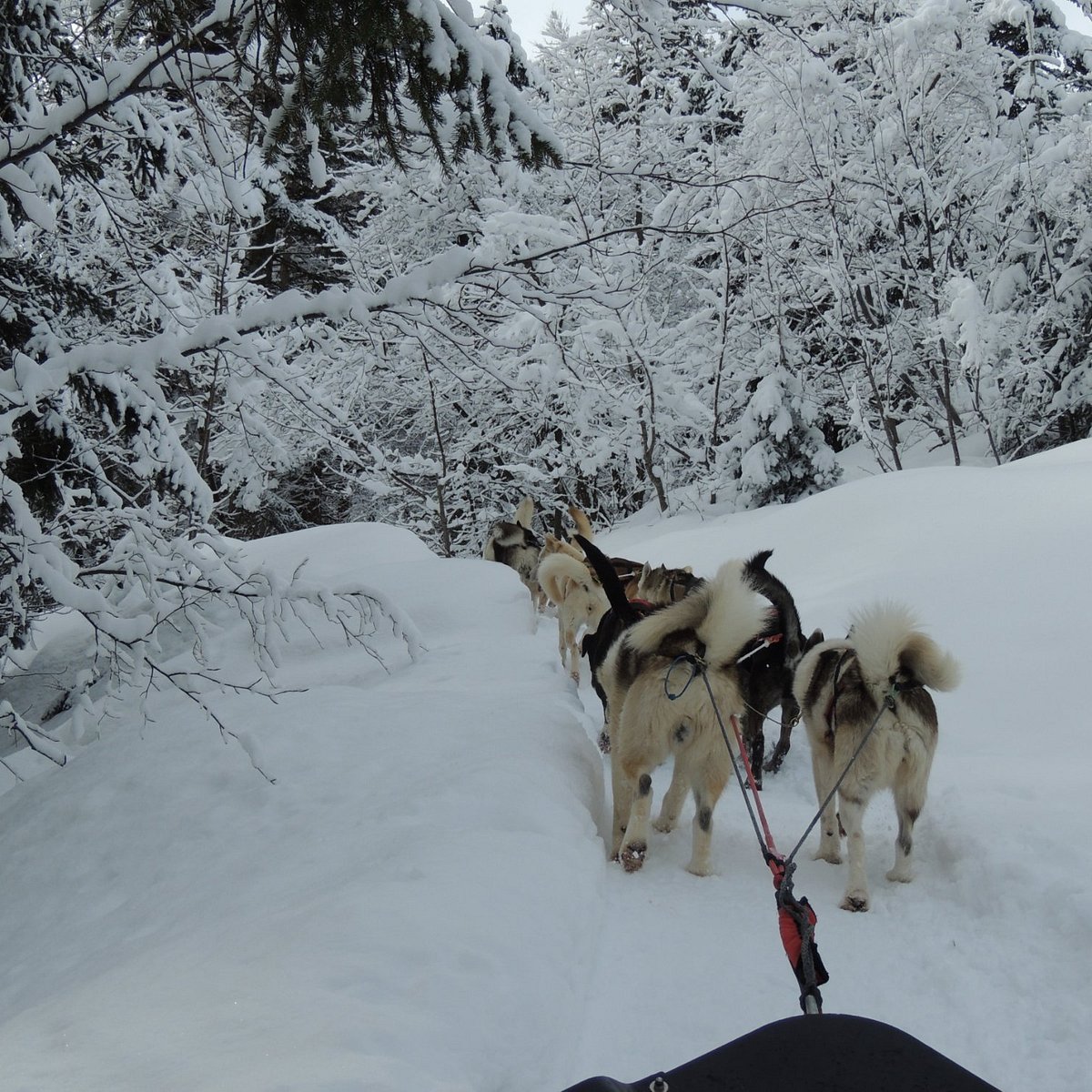 Chiens de Traîneau : Questions & Réponses