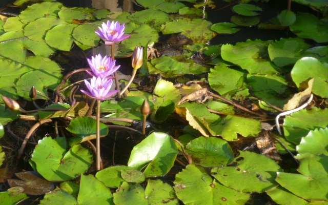 Lotus