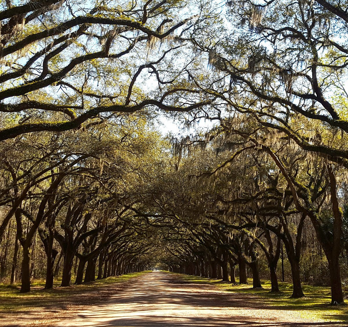 wormsloe historic site savannah plantation tours