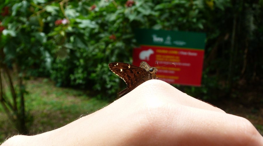 Borboleta encontrada perto da casa da Ciência 