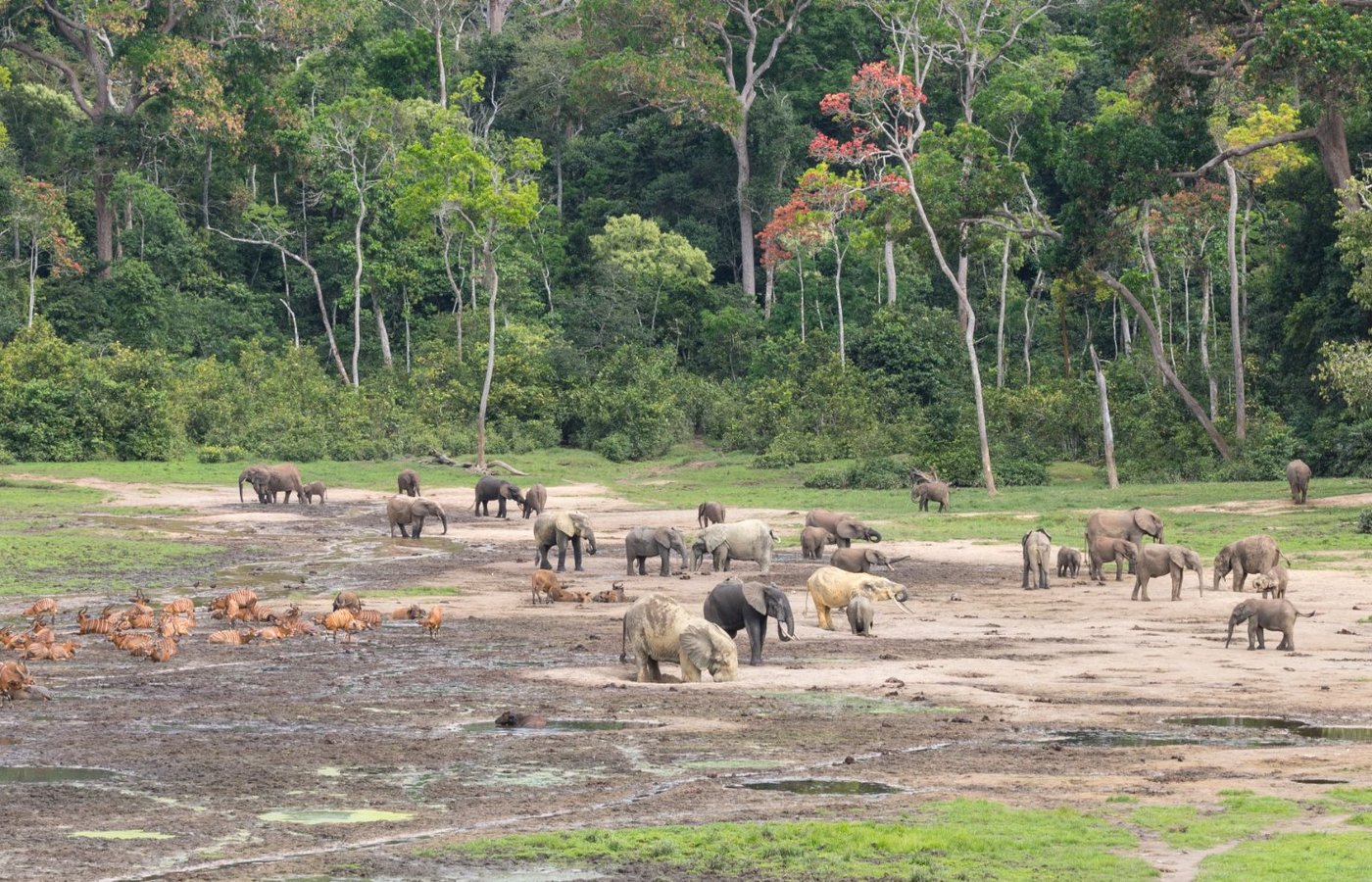 Bayanga Tourism (2023): Best of Bayanga, Central African Republic ...