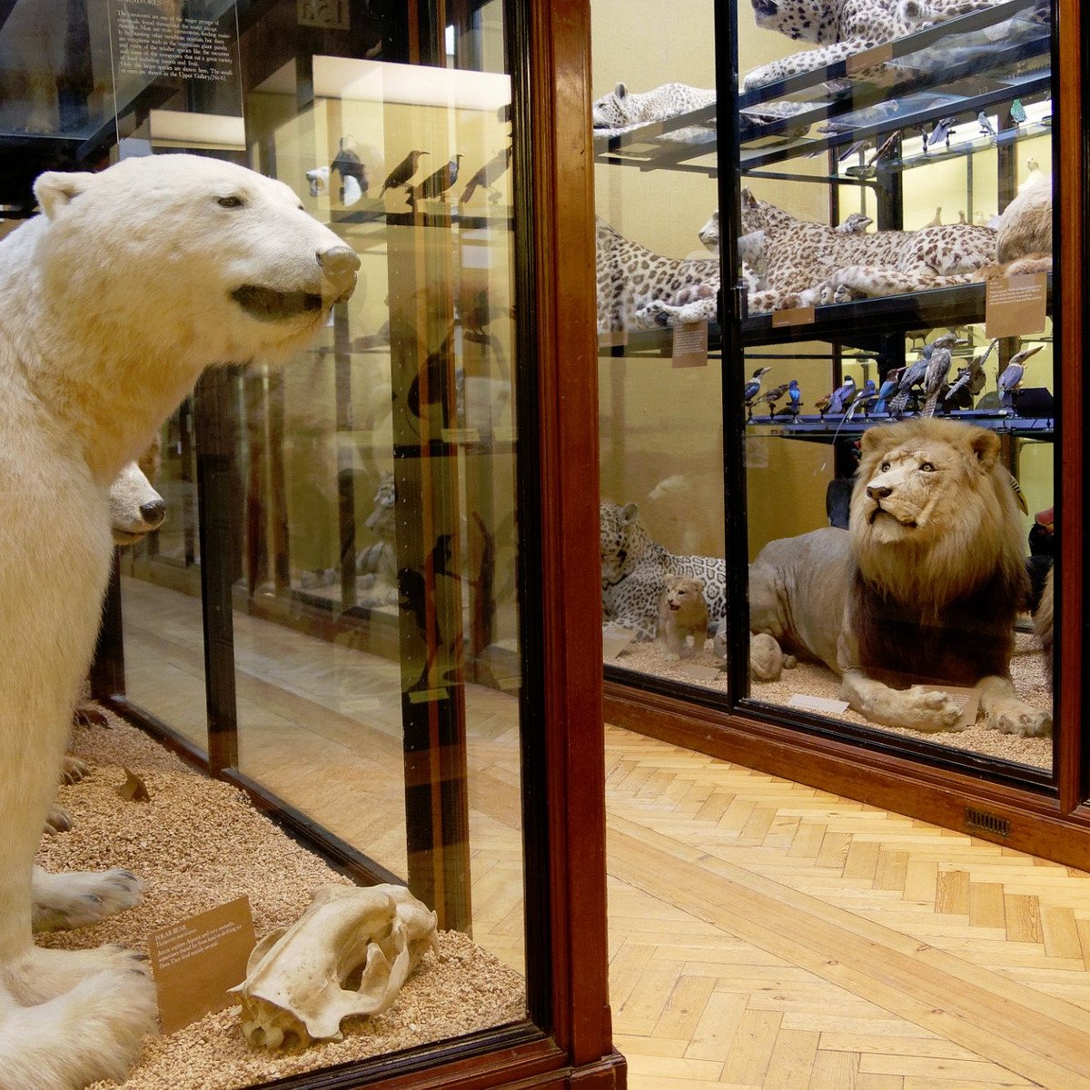 Wypchane zwierzaki  Natural-history-museum