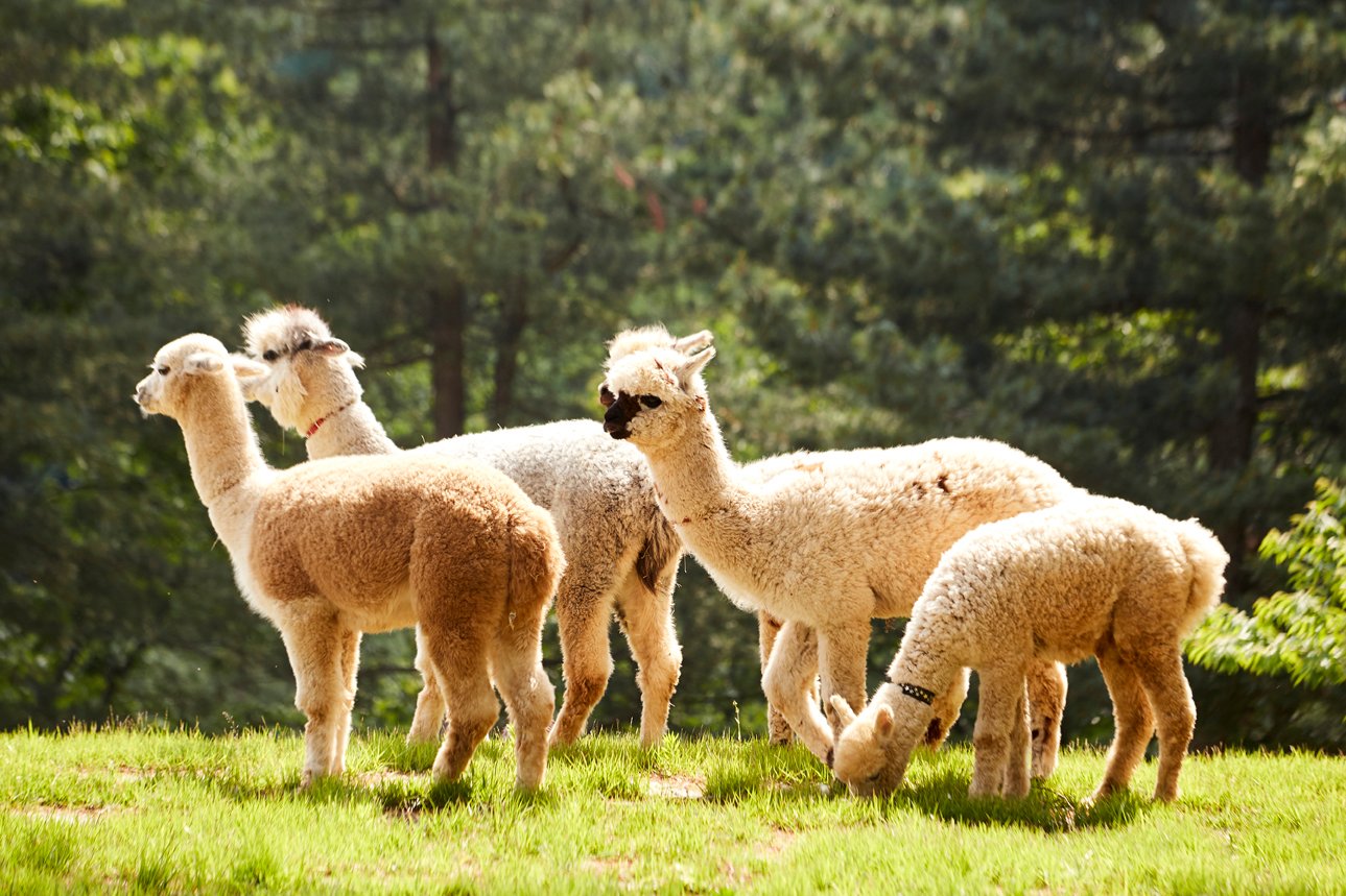 Alpaca World All You Need to Know BEFORE You Go 2024