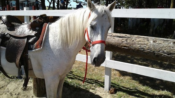 West Coast Horse Rides image