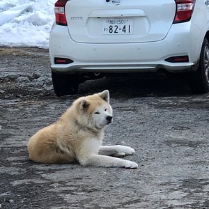 オソウシ温泉 鹿乃湯荘 口コミ 宿泊予約 トリップアドバイザー