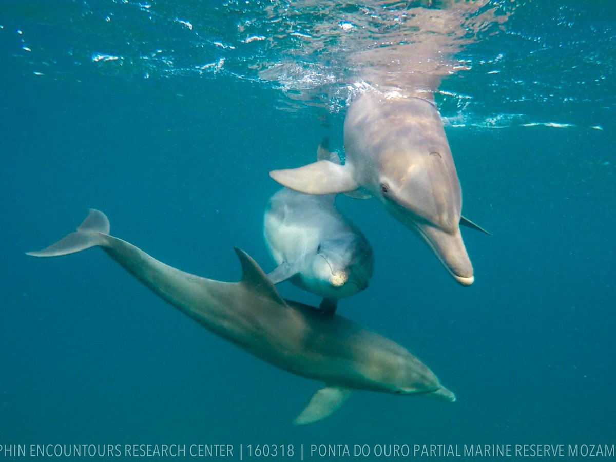 DOLPHINS Respond to GIANT ZORB BALL During Enriching Play Session - Dolphin  Quest Oahu 