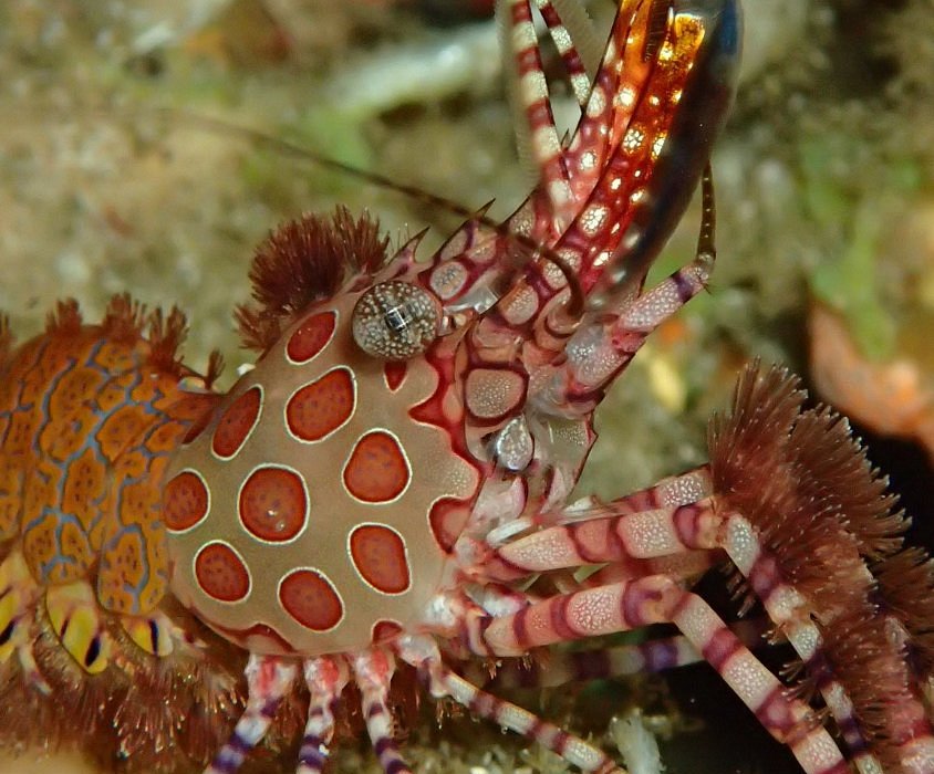 Welcome to the weird world of the Sea Sponge - Siren Diving Lembongan