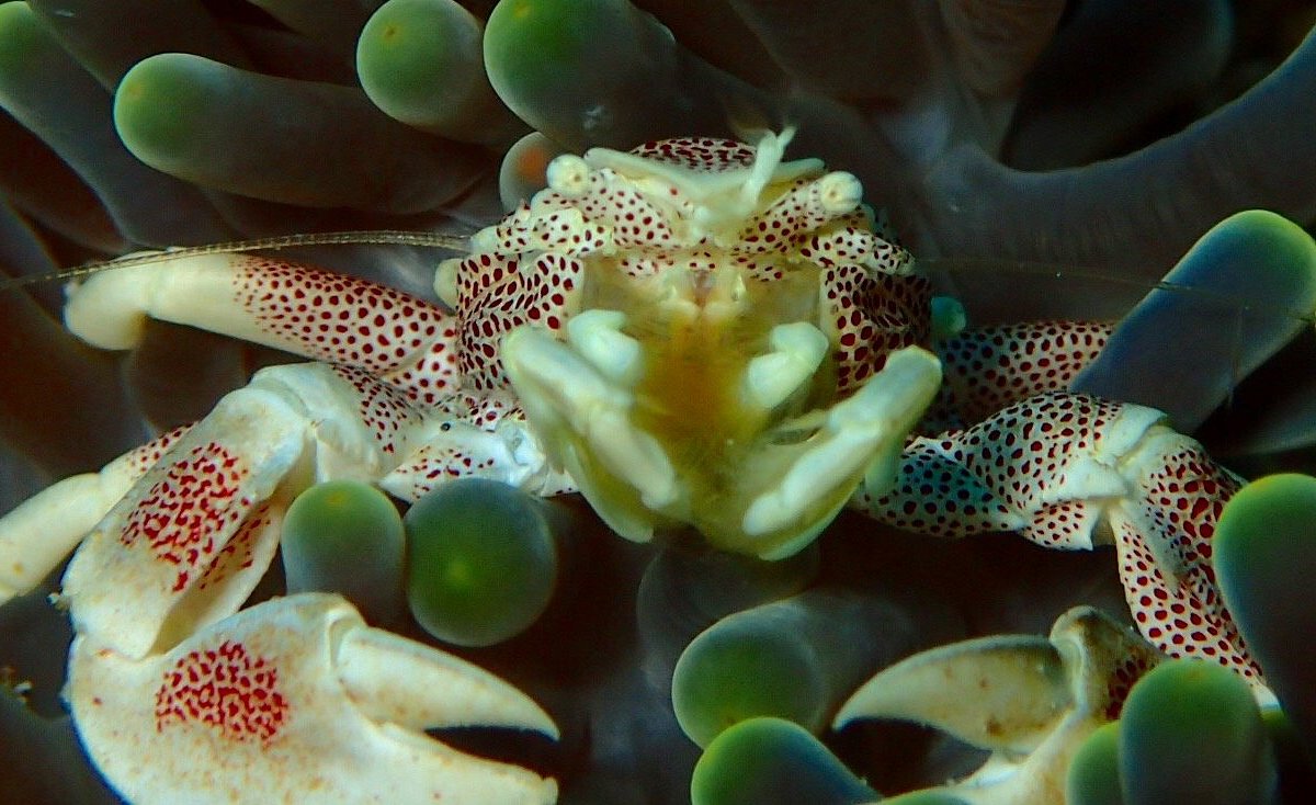 Welcome to the weird world of the Sea Sponge - Siren Diving Lembongan