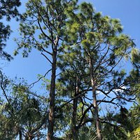 Kristin Jacobs Natural Area at Hillsboro Pineland (Coconut Creek) - All ...