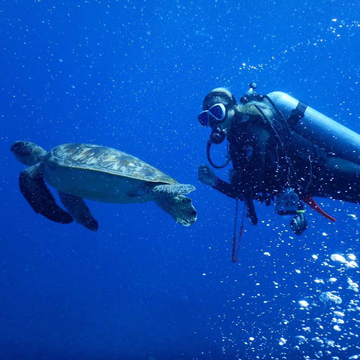 YONAGUNI DIVING SERVICE (Yonaguni-cho): Ce qu'il faut savoir pour votre ...