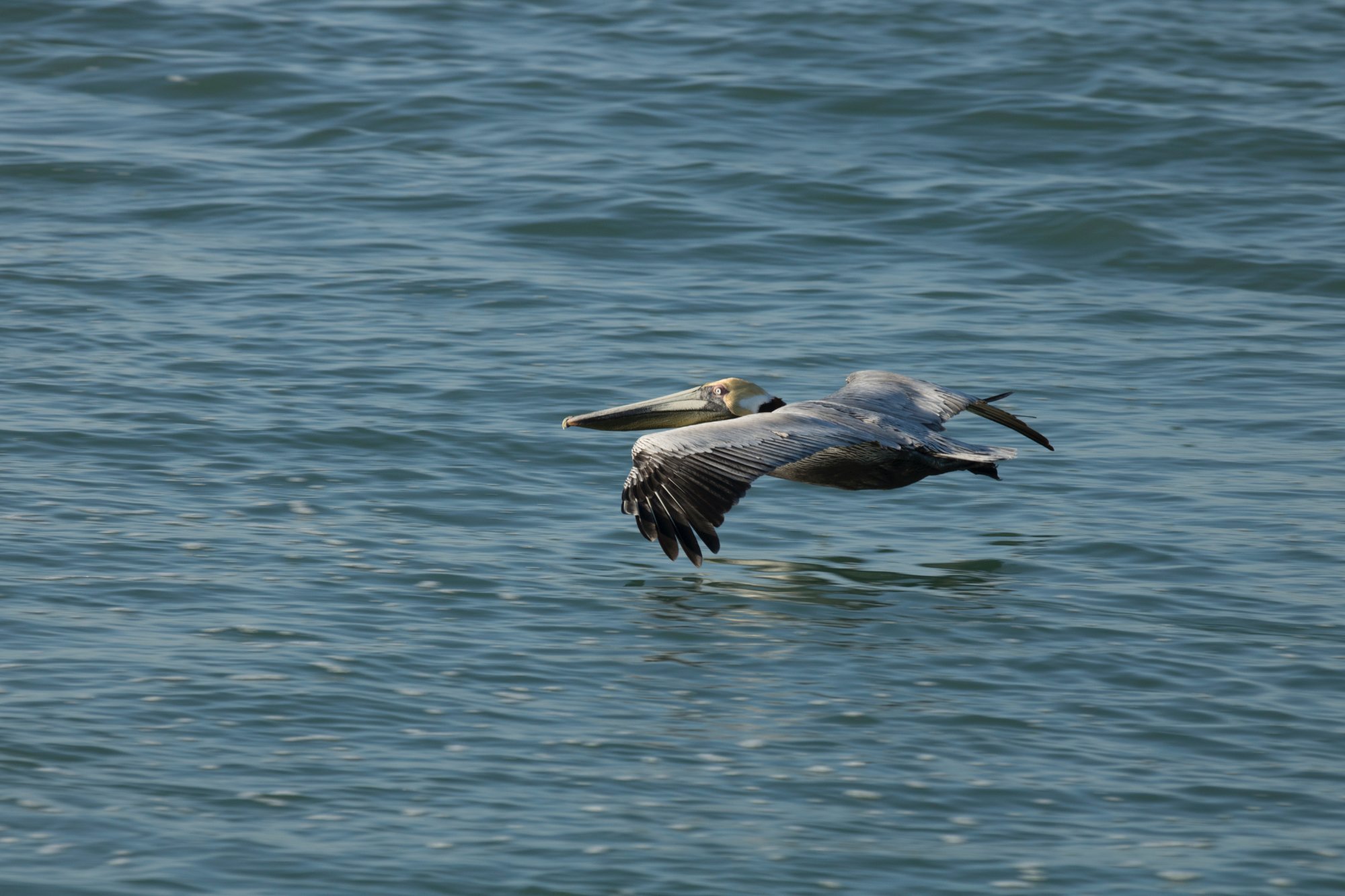 Charlotte Harbor Tours - All You Need to Know BEFORE You Go (2024)