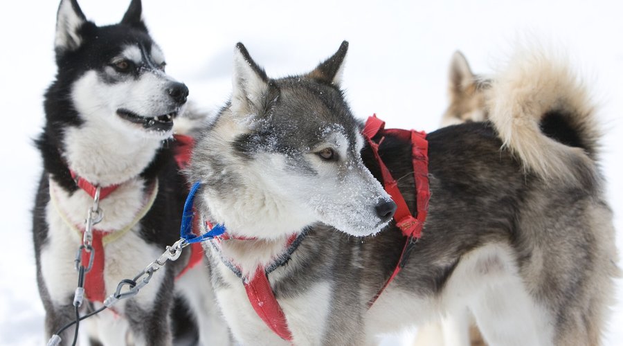 Dog Sledding