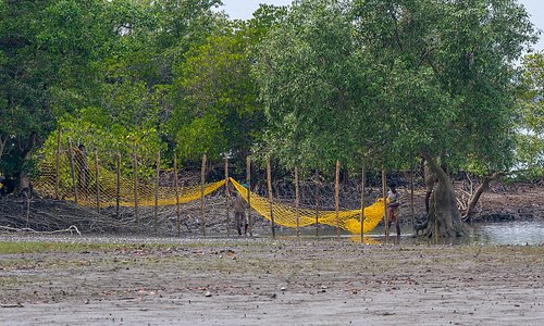 Forest department people putting nylon fence at the edge of an forested island