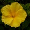 Bodacious_cowboy1