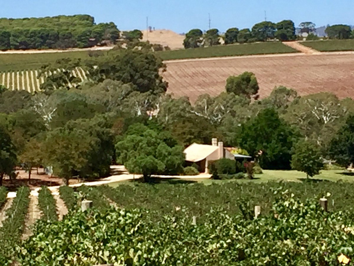 Summersalt 2024 Seppeltsfield Vineyard Elle Nissie Summersalt 2024 Seppeltsfield Vineyard Elle Nissie