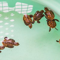 Old Hegg Turtle Sanctuary