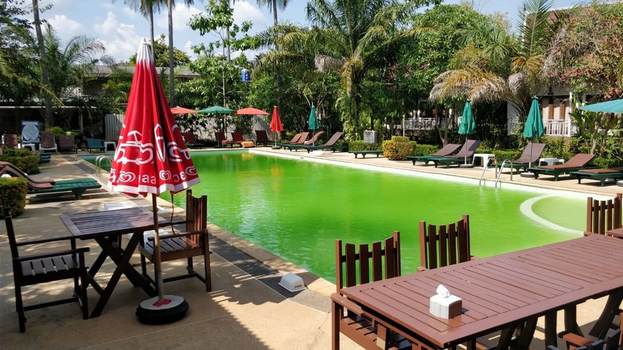 La piscine verte et inutilisable... Dommage quand il fait 35 degrés !