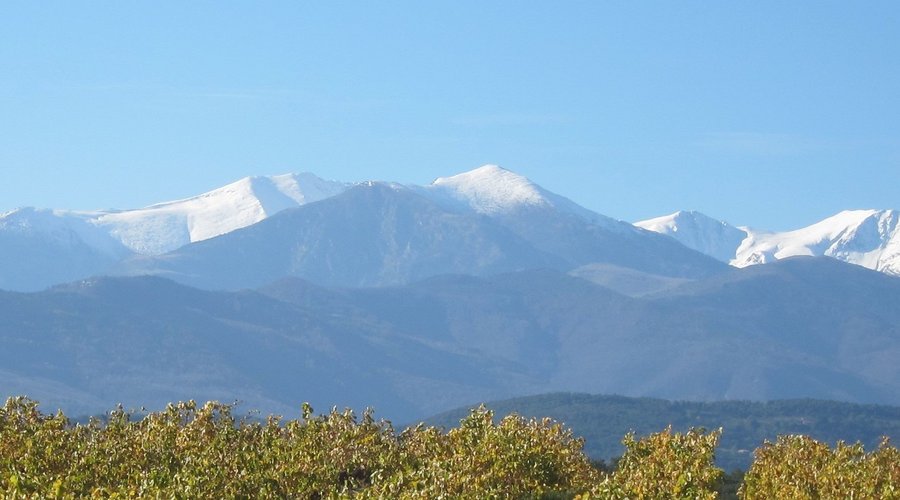 canigou et vignes