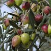 oliveapple2017
