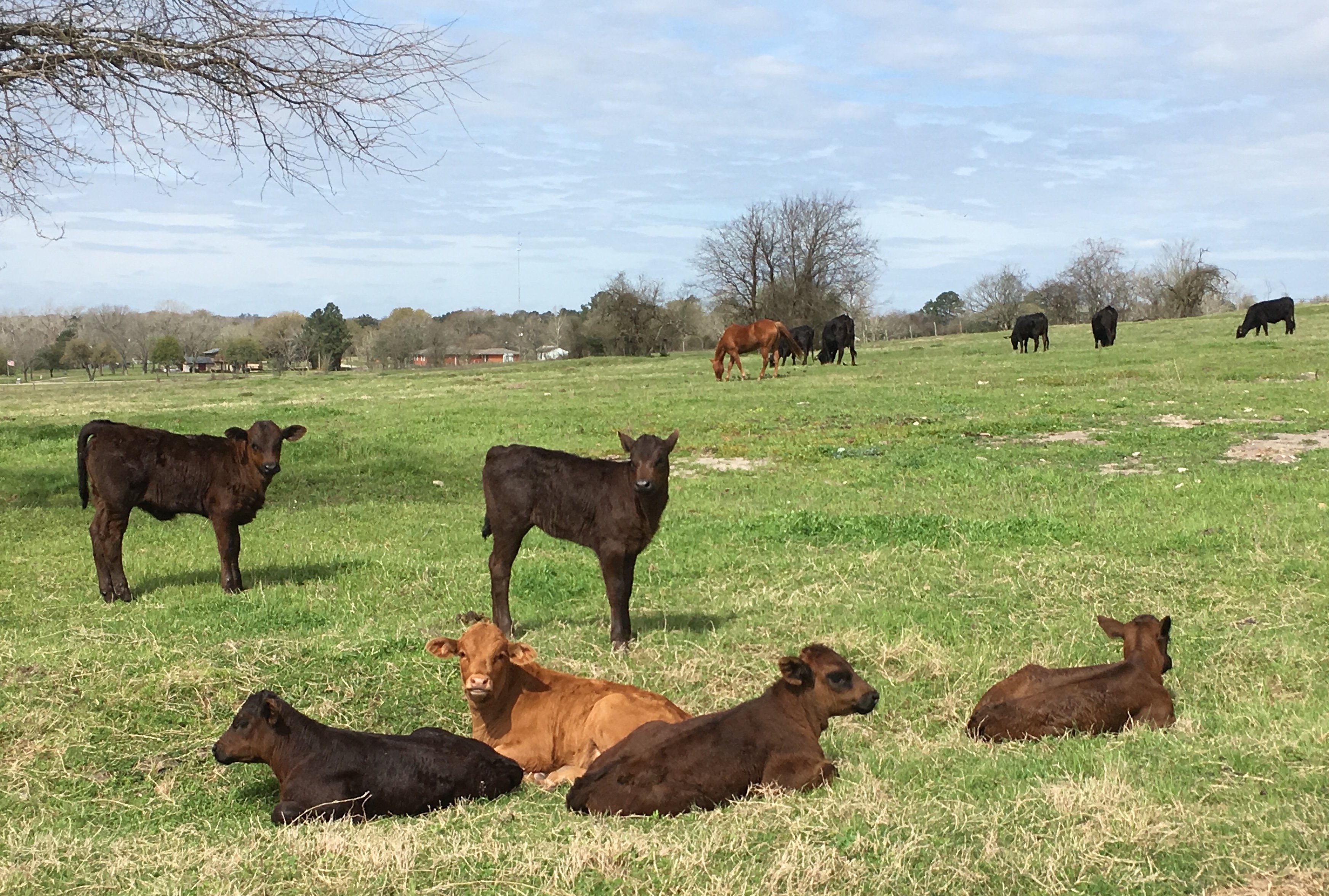 Murski Homestead B&B (Texas/Brenham) - Tarifs 2022