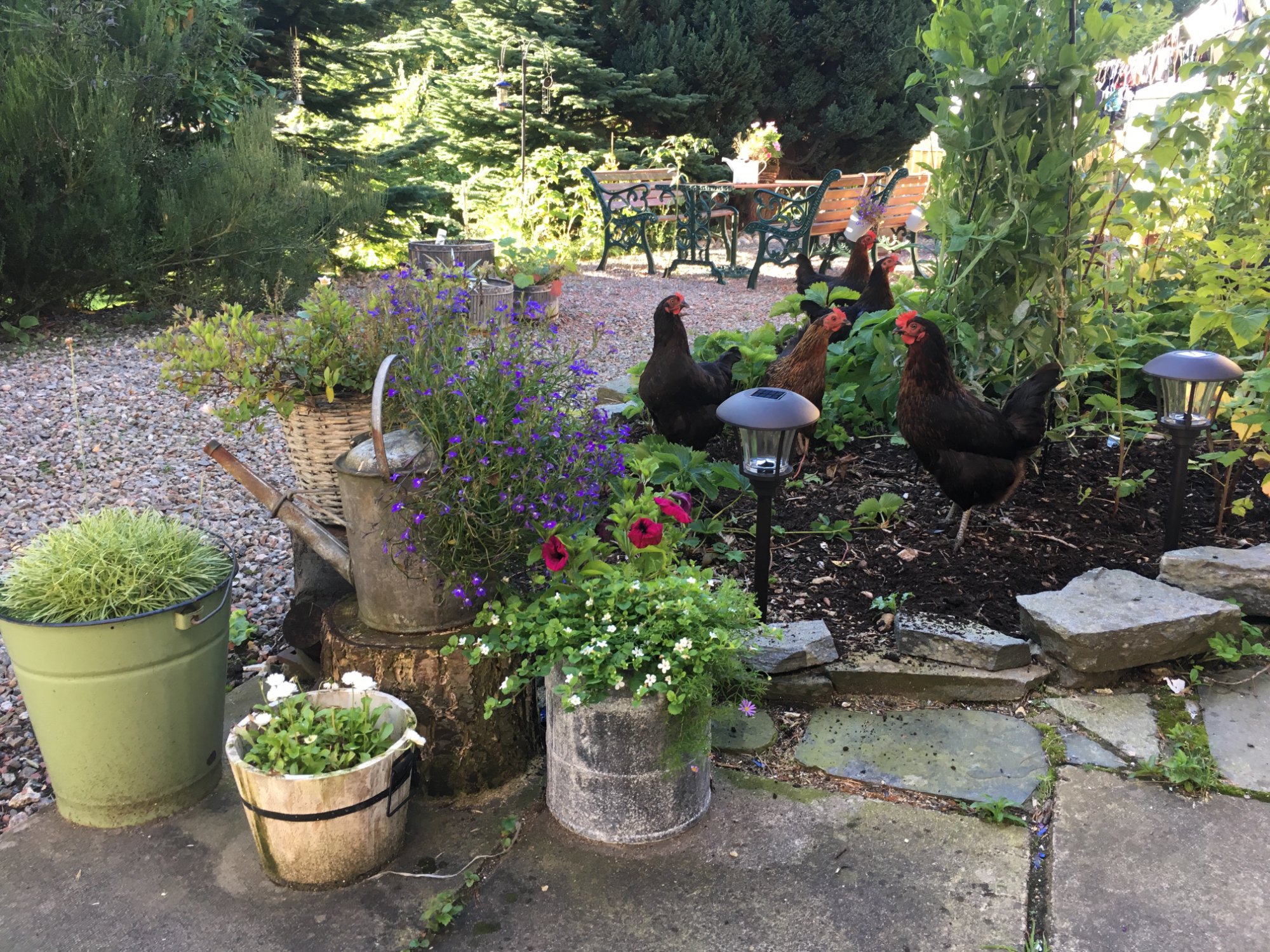 Hotel photo 9 of Firhall Highland Bed and Breakfast.