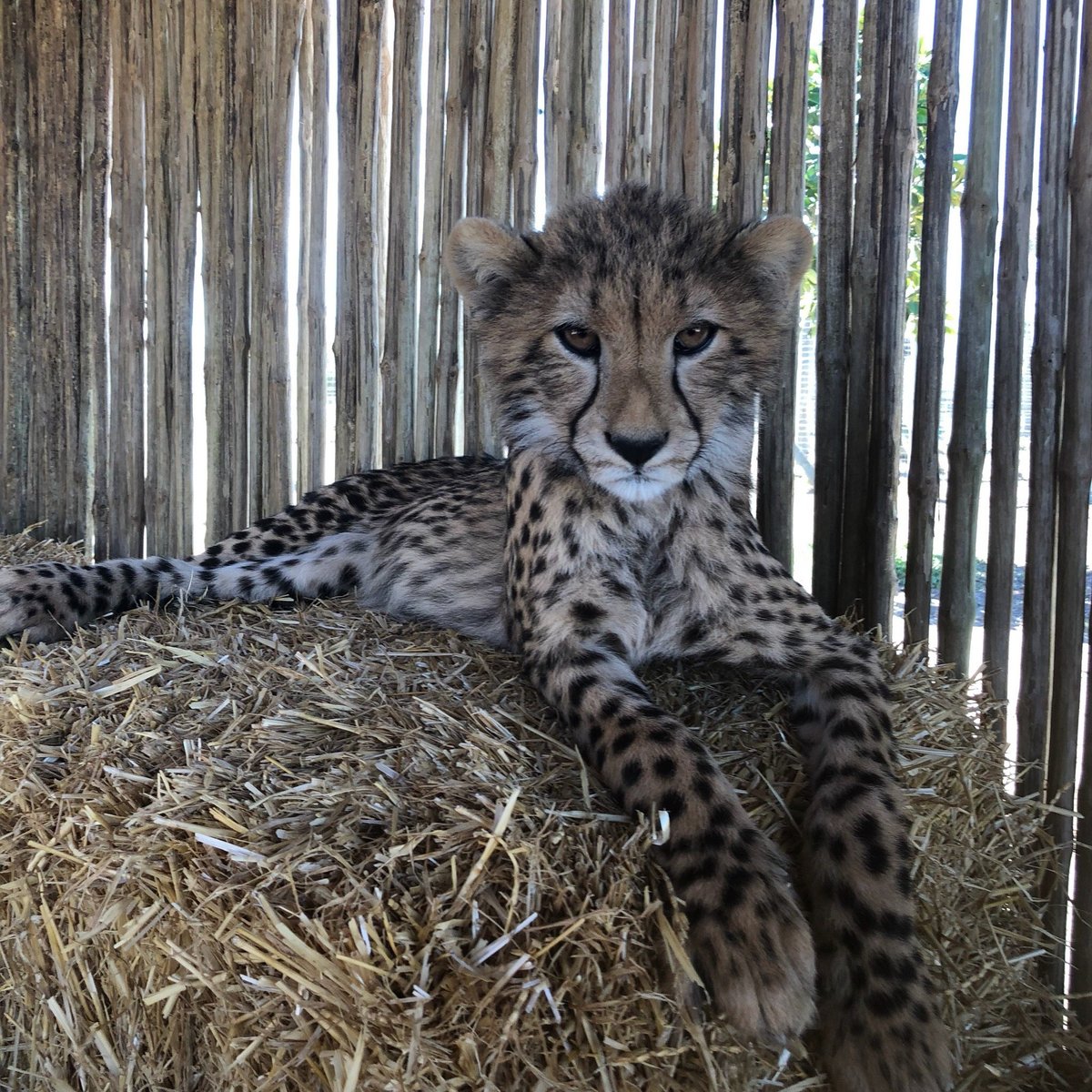 Cheetah Outreach - Somerset West, Сомерсет-Уэст: лучшие советы перед  посещением - Tripadvisor