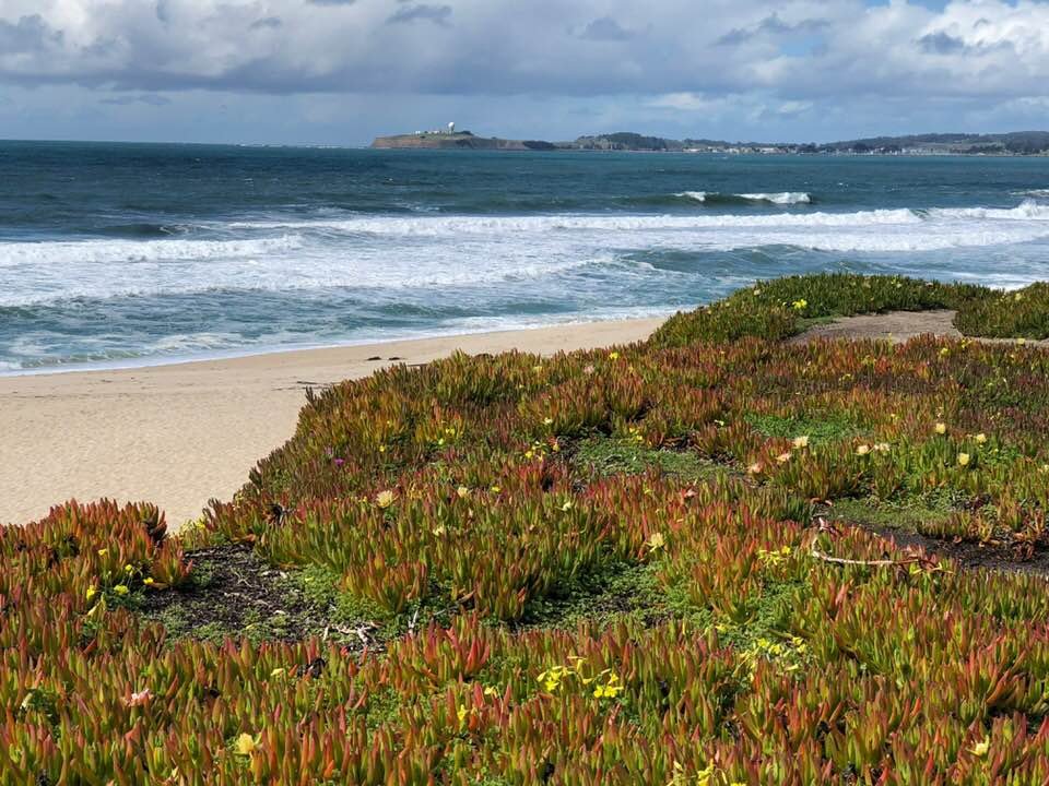 THE 10 BEST Half Moon Bay Beaches Updated 2024 Tripadvisor